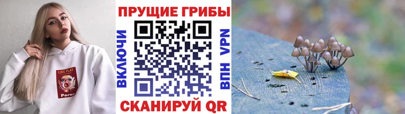 Псилоцибиновые грибы мицелий  Видное 